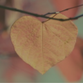 heart-shaped leaf (image)